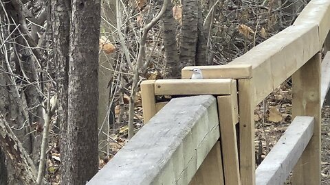 Nuthatch James Gardens Toronto