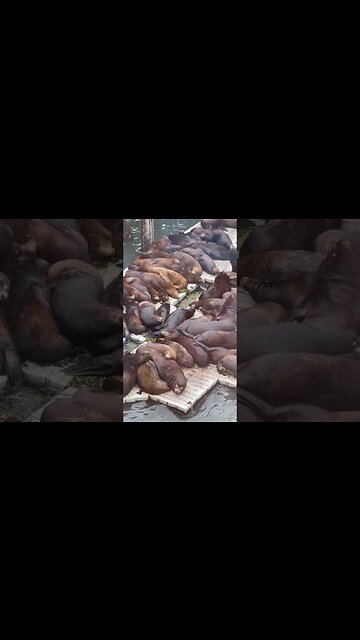 Fish & Chips Tonight! #foodshorts