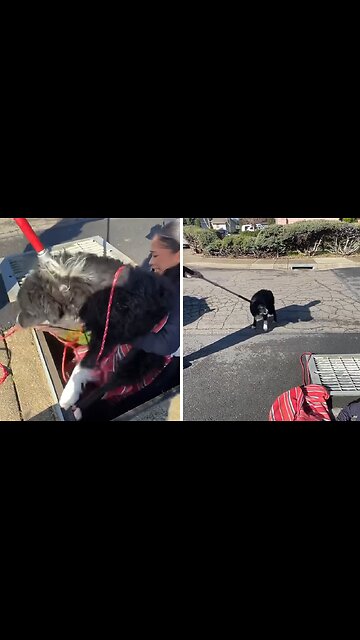Police rescue dog from storm drain