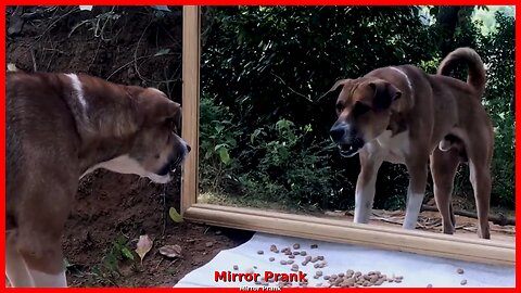 Funny Dog Mirror Prank Video | Funny video| Viral | Animal video