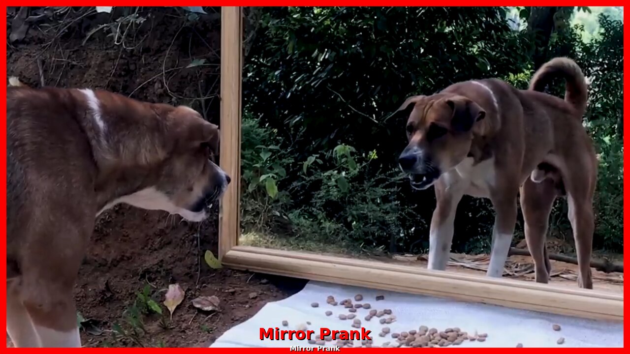 Funny Dog Mirror Prank Video | Funny video| Viral | Animal video