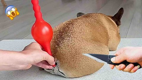 The Funniest Dogs Reactions Caught On Camera! ThePetsTown