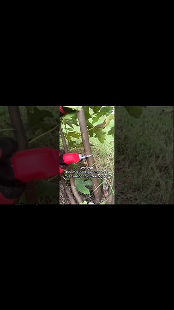 From Struggle to Bliss: The One Tool That Revolutionized My Gardening Life!