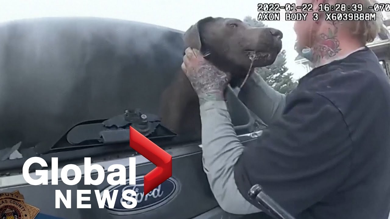 Police officer in Colorado rescues dog from burning car in dramatic video