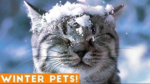 Funniest Winter Animal Video Compilation 2018 | Funny Pet Videos