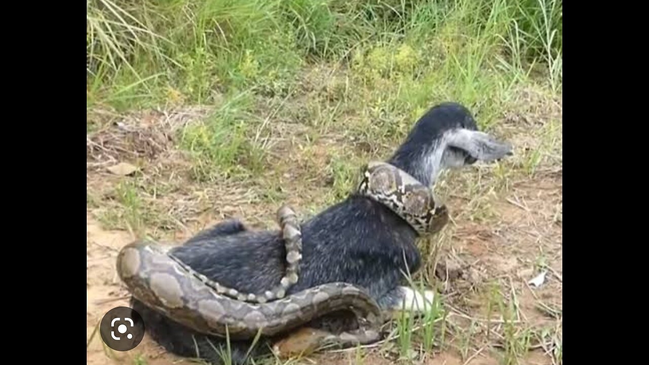 Village Boys found giant snake attack poor goat at the field🐍🐍🐍