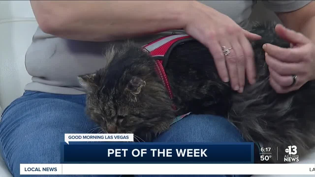 Pet of the Week: Calisto the Cat