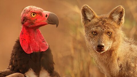 Cunning Crow starts a Fight | Lands of the Monsoon