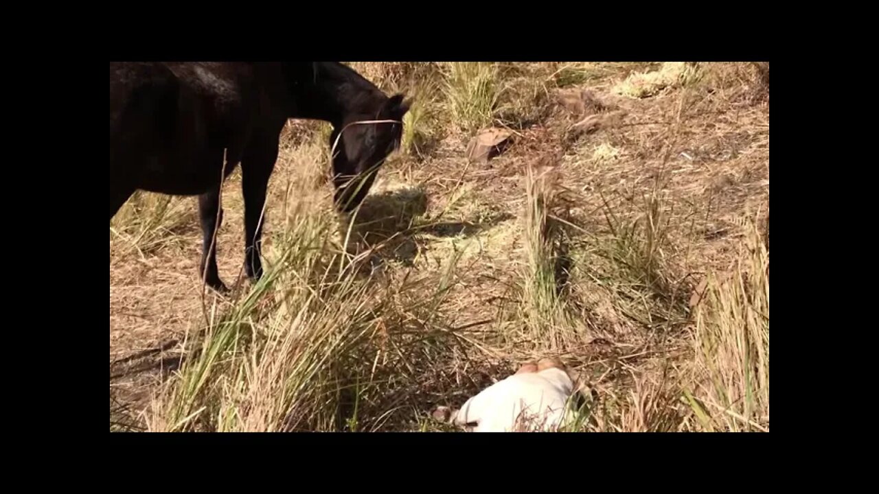 Henry the dog lying with Cleo the horse watching her eat