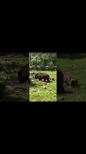 Canadian Black Bears at the Zoo