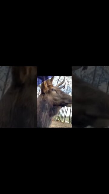 Animais Engraçados videos Engraçados #shorts