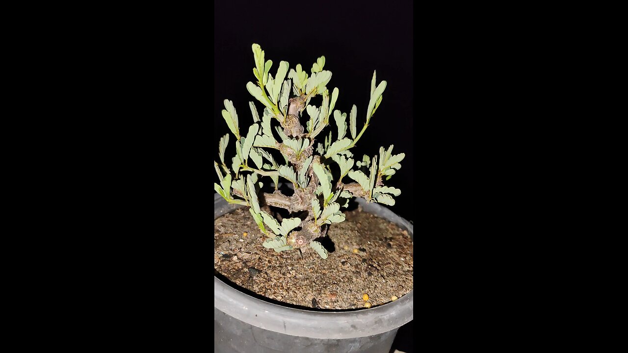 Senna Meridionalis Bonsai