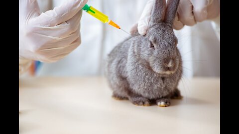 Vaccination of rabbits against myxomatosis and HBV