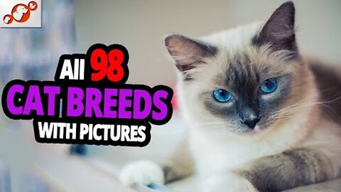 🐈 All Cat Breeds A-Z With Pictures! (all 98 breeds in the world)