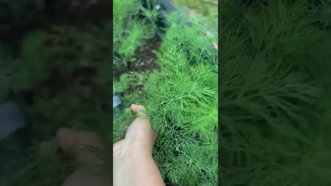 Picking Garden fresh Italian harbs from my garden