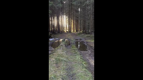Winter woodland sunshine