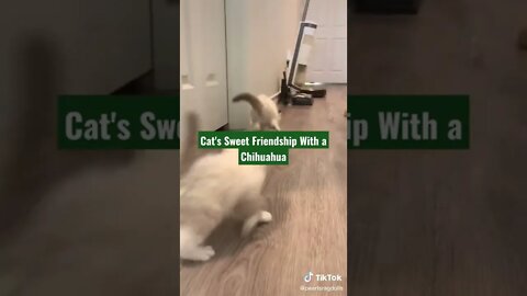 Cat's Sweet Friendship With a Chihuahua#shorts