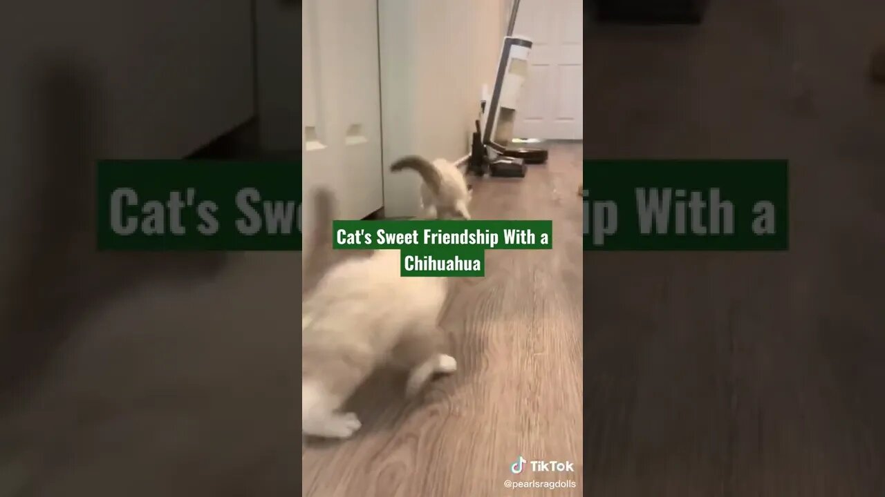 Cat's Sweet Friendship With a Chihuahua#shorts