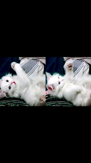 Charming Kitten Not In Mood To Play With Owner