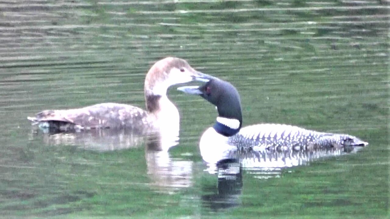 Lost baby loon is reunited with his mother after two days apart