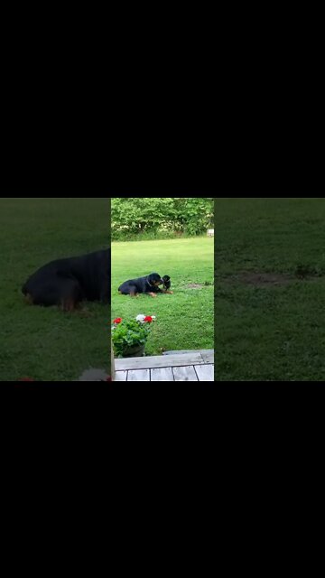 Puppy Picking A Fight With Dad 🥊🤣 #shorts #rottweiler #rottweilerpuppy