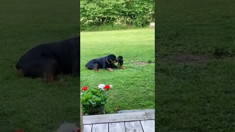 Puppy Picking A Fight With Dad 🥊🤣 #shorts #rottweiler #rottweilerpuppy