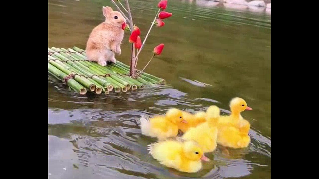 Bunny and ducklings in the water