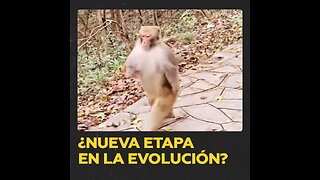 ¿Se acerca ‘El planeta de los simios’?: un mono corre en sus dos patas