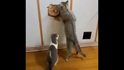 funny cat videos cute cat videos cute animals funny cats #shorts #shortsfunny #cutecat #funnycat