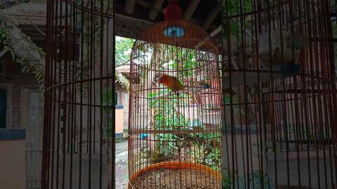 burung lovebird