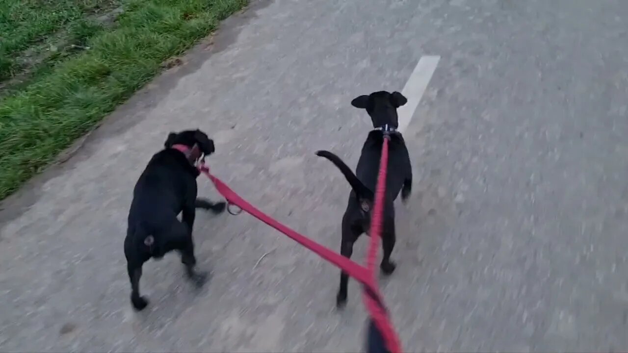 1. PANDIKONA DOG a.k.a. Indian Doberman Vs. 10. Gaddy Kutta a.k.a. Indian Panther Hound