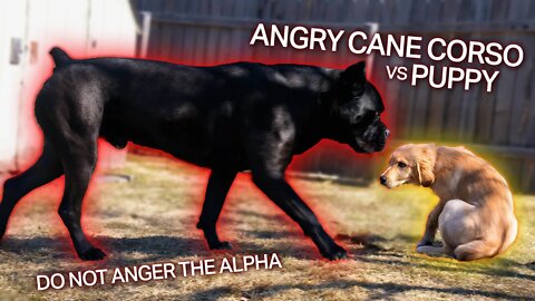 My Dog Gets Angry at Puppy Puts Puppy Down RAW Home Video 👿