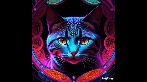 Cute Cat Picture ☯️