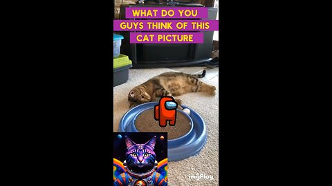 Cute Cat Gif