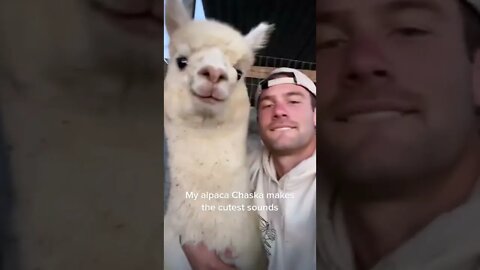 Alpaca Calls