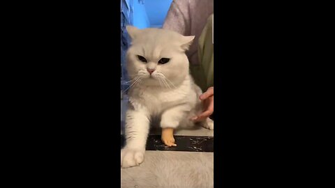 Cats have a lot of skills