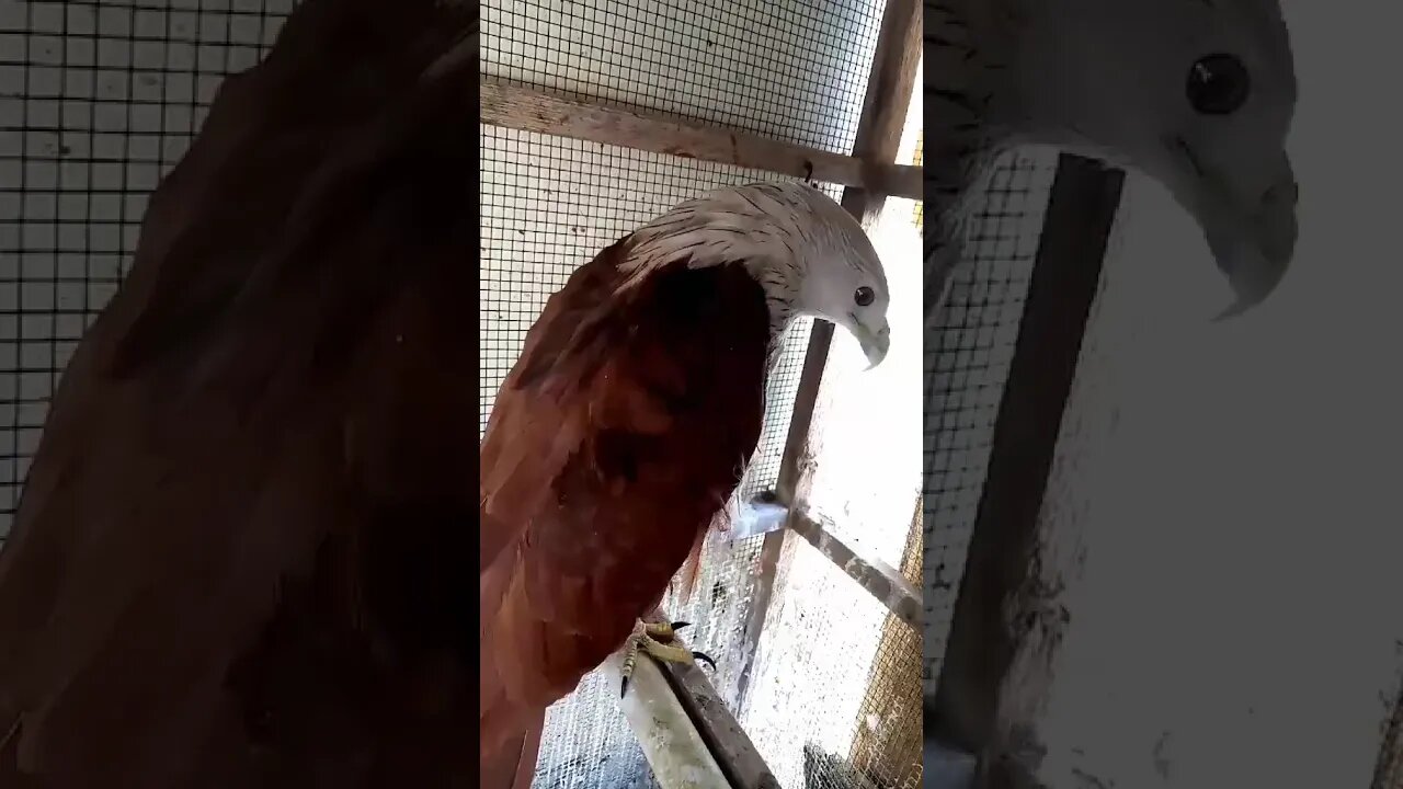 🔥 Golden Eagle 🔥 [Baaz aka Shikraa ] #shorts #youtubeshorts #rooster #attitude #eagles #wildlife