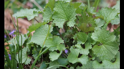 Herbal Walk with Tioma Allison