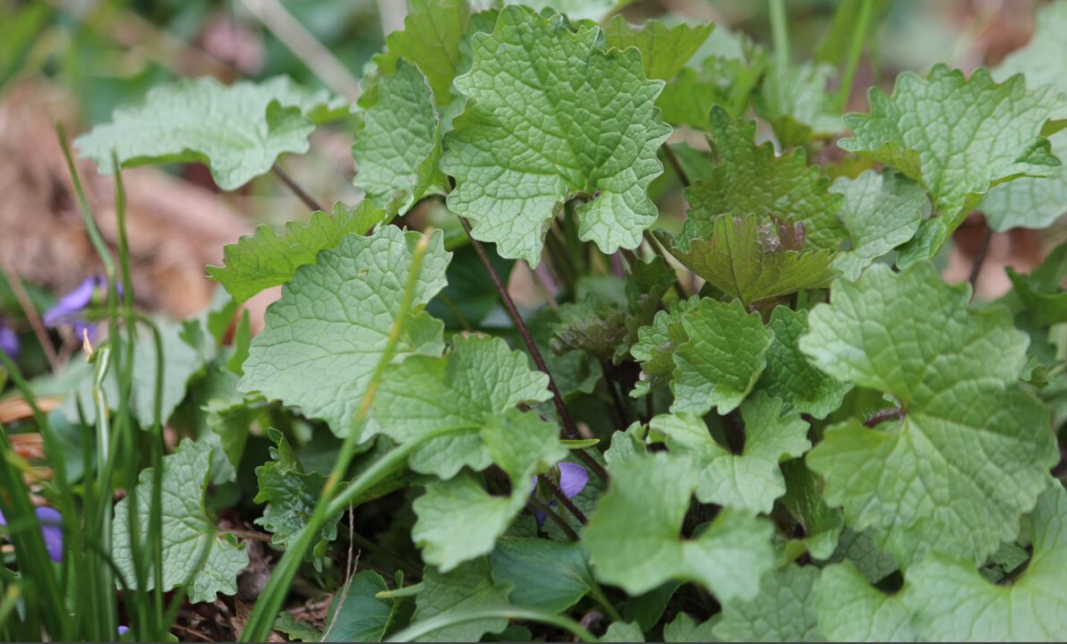 Herbal Walk with Tioma Allison