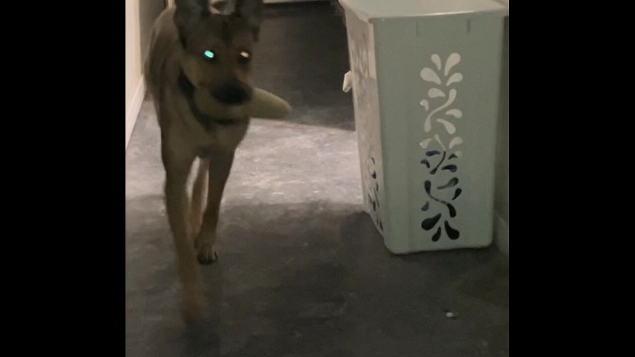 fetch
