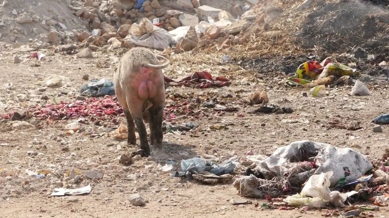 Close view of pig roaming in the garbage