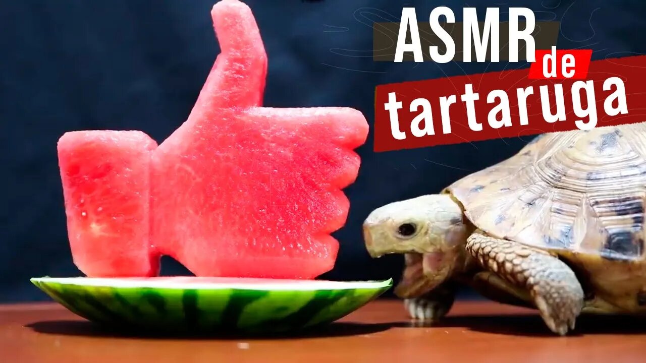 ASMR ANIMAL! TARTARUGA SABOREANDO SEU LIKE =D