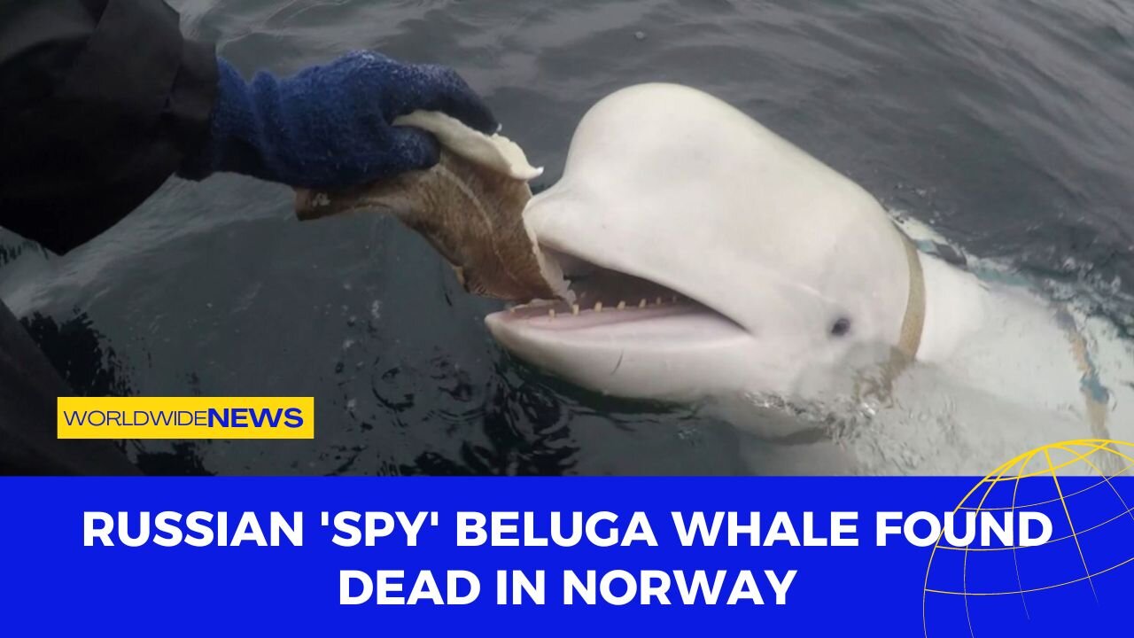 Russian 'Spy' Beluga Whale Found Dead in Norway