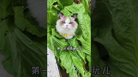 prince cat 😺 #funny #cats #funniestvideo #trending #yshort
