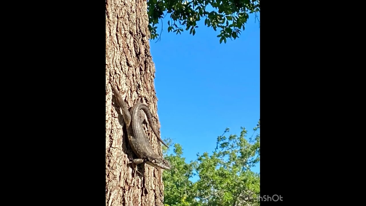 A Few Animal Encounters