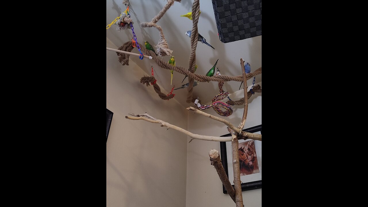 Play for your birds to encourage them to sing