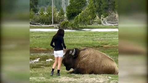 gigantic Bison Lunges at tourist who tried to pet it