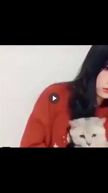 Cats reacting to cat face filters.