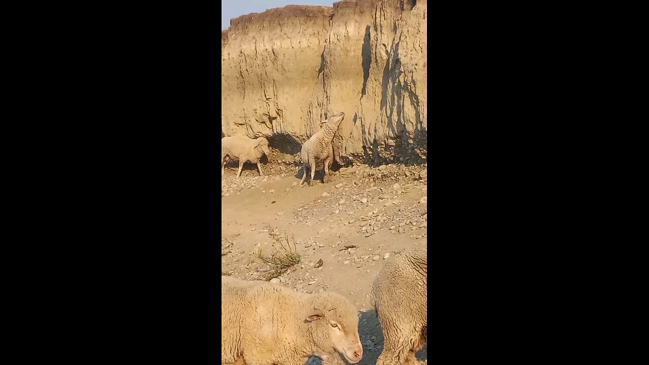 Funny short sheep videos