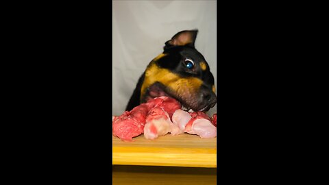 ASMR - (Must watch) #Rottweiler #viral #trending #rumble